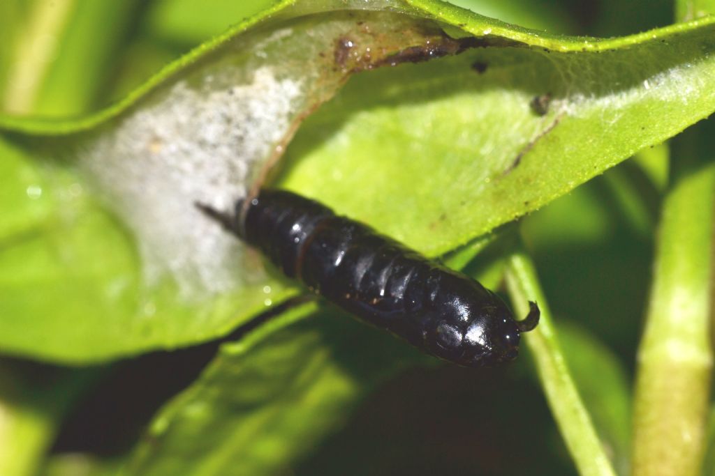 Ichneumonidae da identificare (156)